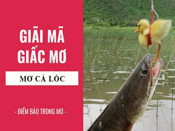 Giải mã điềm báo mơ thấy cá lóc