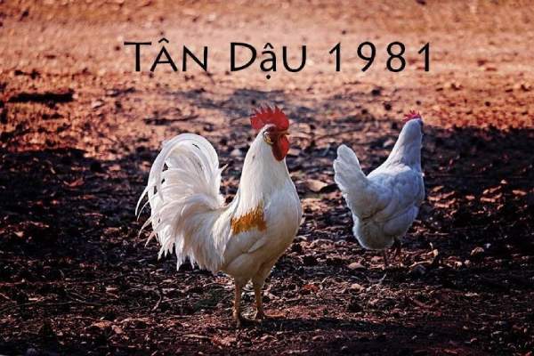 Con số tài lộc tuổi Tân Dậu 27/11/2025 mang đến may mắn gì?